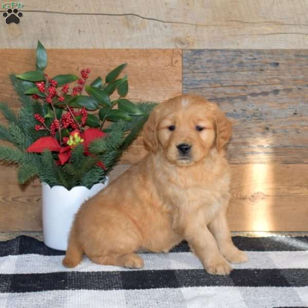 Flossy, Golden Retriever Puppy