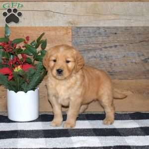 Flossy, Golden Retriever Puppy