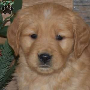 Flossy, Golden Retriever Puppy