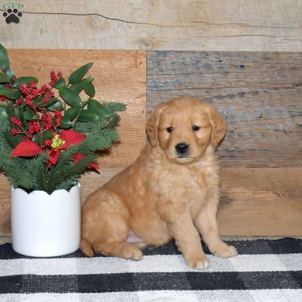 Flower, Golden Retriever Puppy