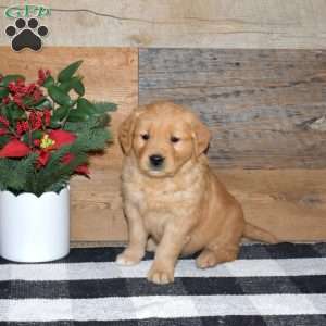 Flower, Golden Retriever Puppy