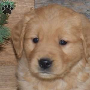 Flower, Golden Retriever Puppy