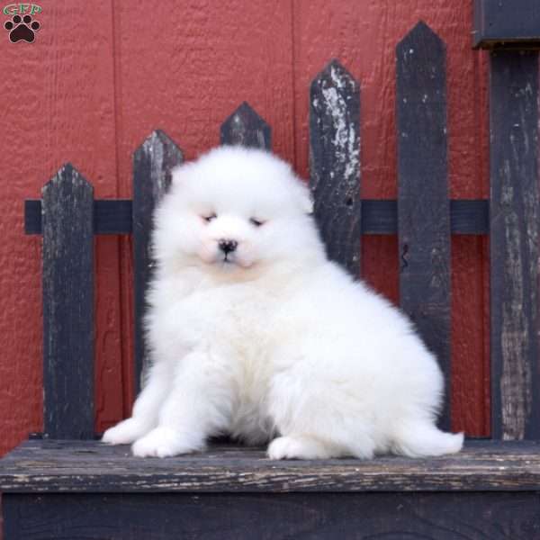 Fluffy, Samoyed Puppy