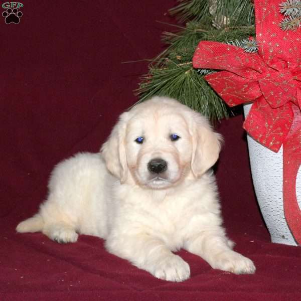 Fluffy, English Cream Golden Retriever Puppy