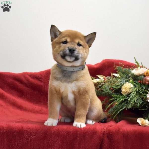 Flurry, Shiba Inu Puppy