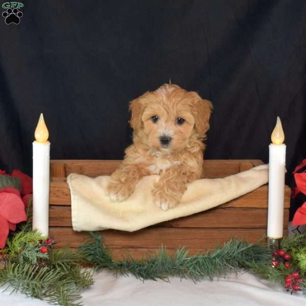 Flurry, Maltipoo Puppy