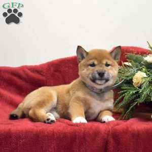 Flurry, Shiba Inu Puppy