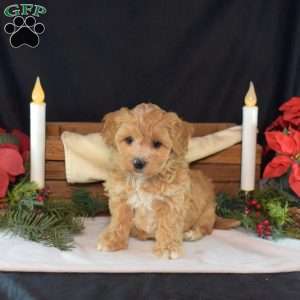 Flurry, Maltipoo Puppy