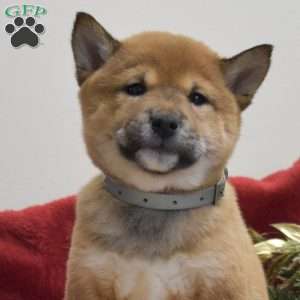 Flurry, Shiba Inu Puppy
