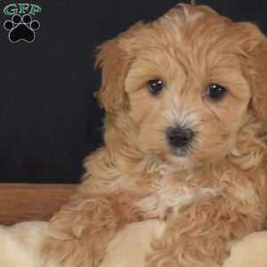 Flurry, Maltipoo Puppy