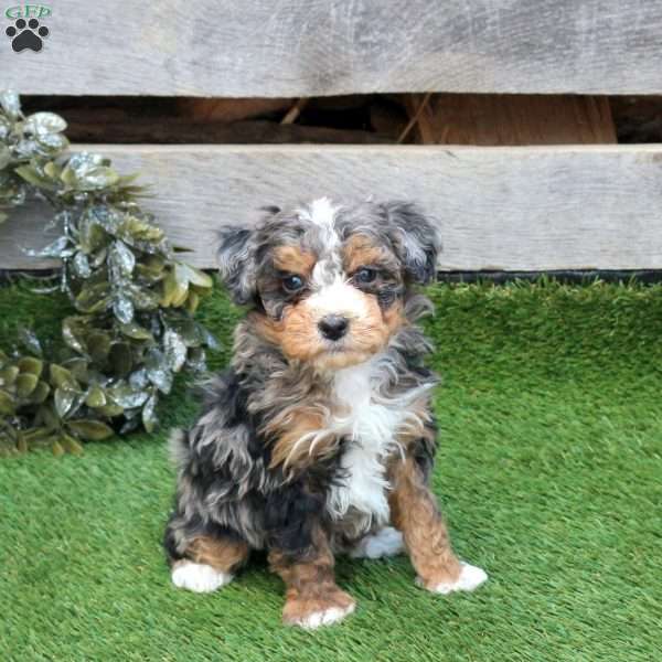 Flurry, Mini Bernedoodle Puppy