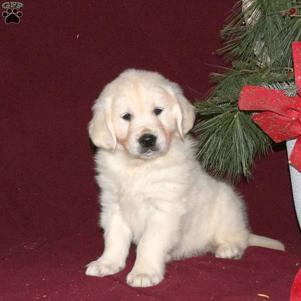 Flurry, English Cream Golden Retriever Puppy