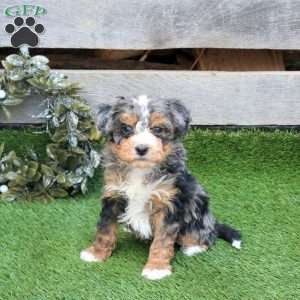 Flurry, Mini Bernedoodle Puppy