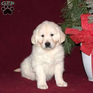 Flurry, English Cream Golden Retriever Puppy