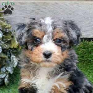 Flurry, Mini Bernedoodle Puppy