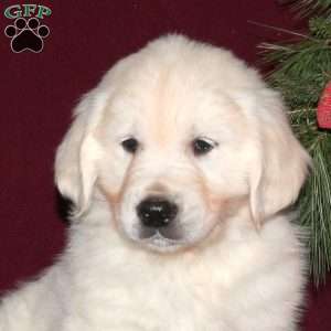 Flurry, English Cream Golden Retriever Puppy
