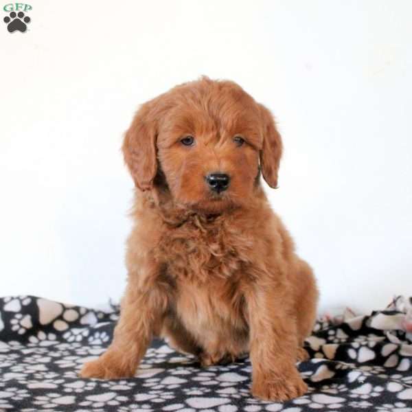 Flynn, Mini Goldendoodle Puppy