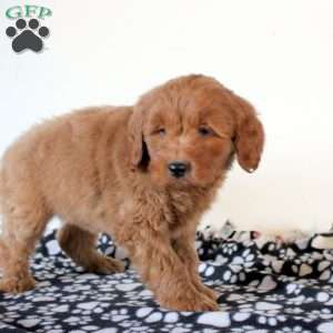 Flynn, Mini Goldendoodle Puppy