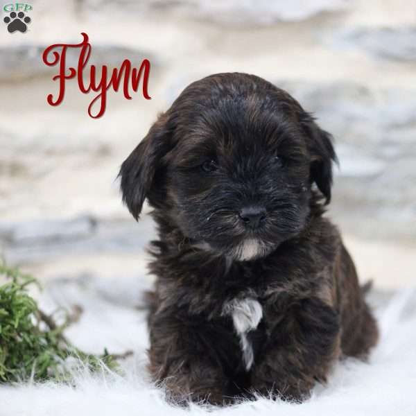 Flynn, Toy Poodle Mix Puppy