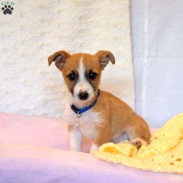 Ford, Jack Russell Mix Puppy