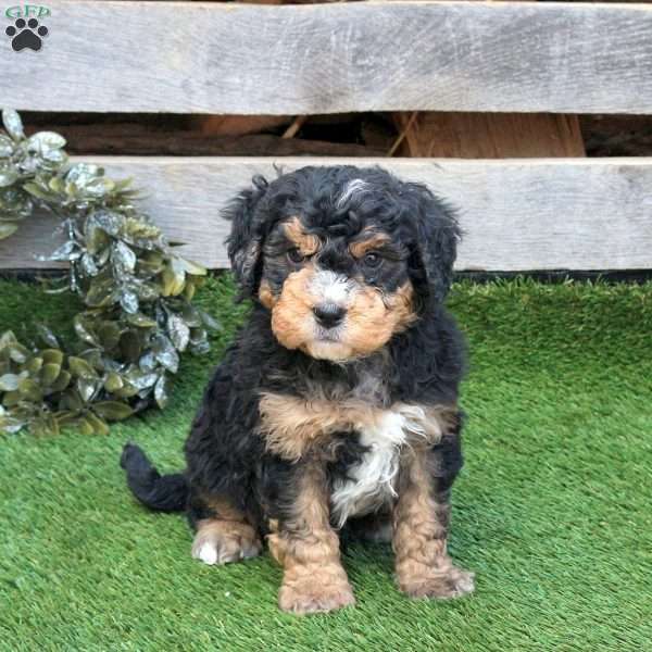 Ford, Mini Bernedoodle Puppy