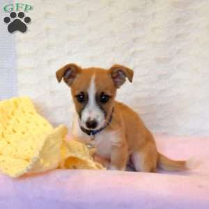 Ford, Jack Russell Mix Puppy