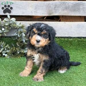 Ford, Mini Bernedoodle Puppy