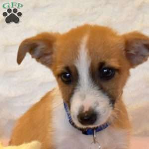 Ford, Jack Russell Mix Puppy
