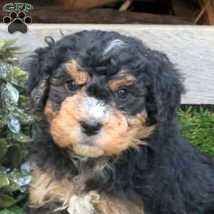 Ford, Mini Bernedoodle Puppy