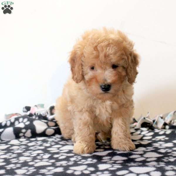 Forest, Mini Goldendoodle Puppy