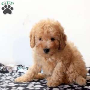 Forest, Mini Goldendoodle Puppy