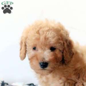 Forest, Mini Goldendoodle Puppy