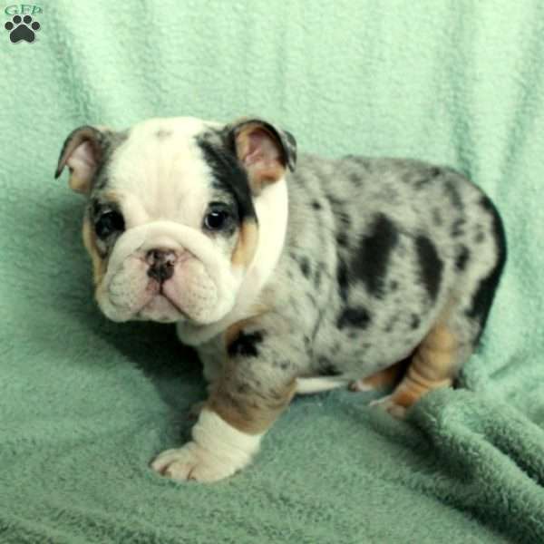 Foster, English Bulldog Puppy