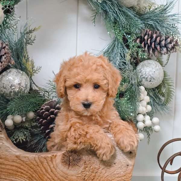 Foster, Bich-Poo Puppy