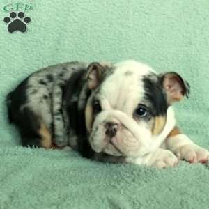 Foster, English Bulldog Puppy