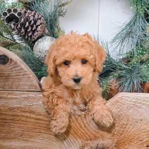 Foster, Bich-Poo Puppy