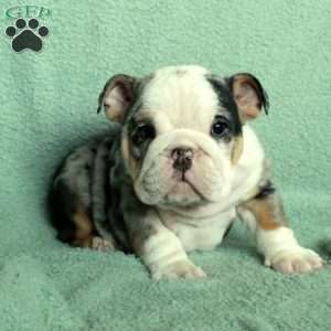 Foster, English Bulldog Puppy