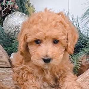 Foster, Bich-Poo Puppy