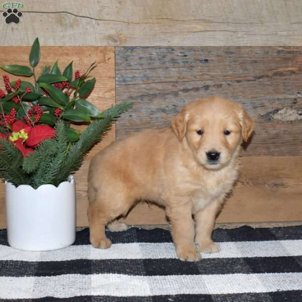 Frank, Golden Retriever Puppy