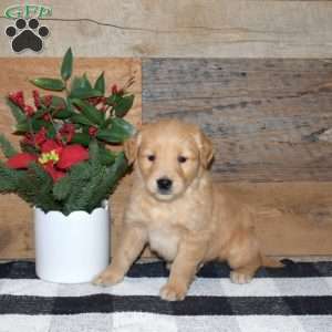 Frank, Golden Retriever Puppy