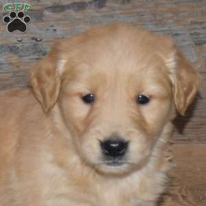 Frank, Golden Retriever Puppy