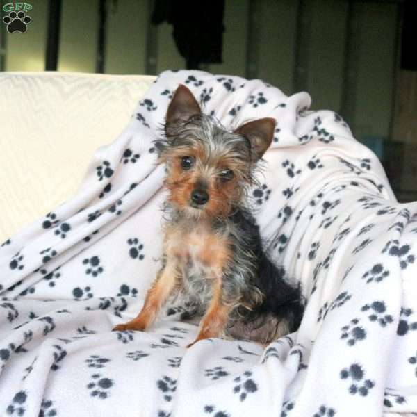 Frankie- toy, Yorkie Puppy