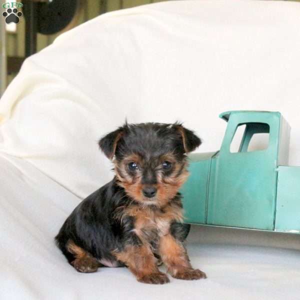 Frankie, Yorkie Puppy