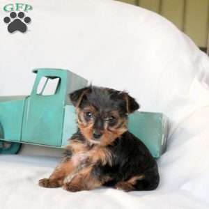 Frankie, Yorkie Puppy