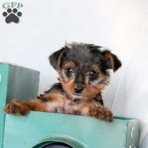 Frankie, Yorkie Puppy