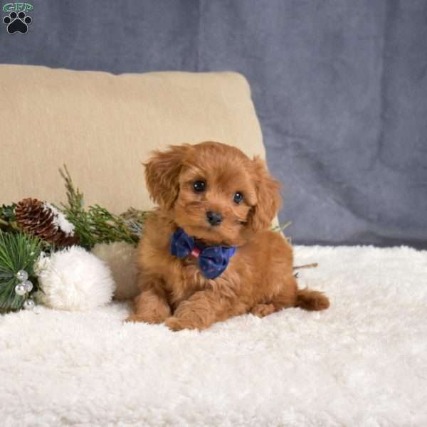 Franklin, Cavapoo Puppy