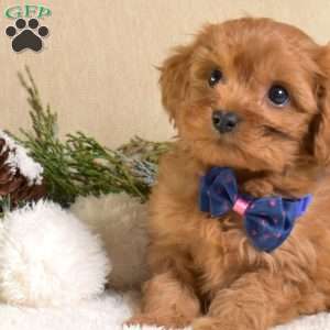 Franklin, Cavapoo Puppy