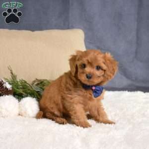Franklin, Cavapoo Puppy