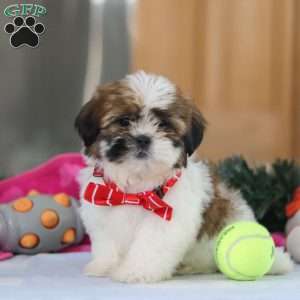 Fraser, Shih Tzu Puppy