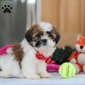 Fraser, Shih Tzu Puppy